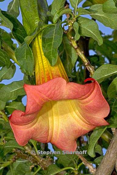 brugmansia sanguinea 6 graphic